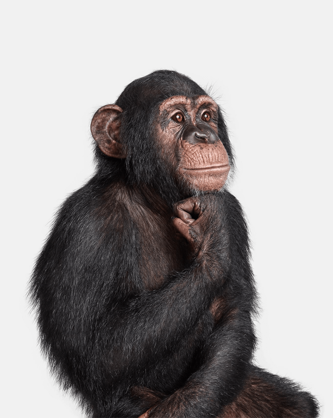 Exotische chimpansee poseerde als de Denker voor de iconische fotograaf Randal Ford, die zijn beelden graag afdrukt op ChromaLuxe.