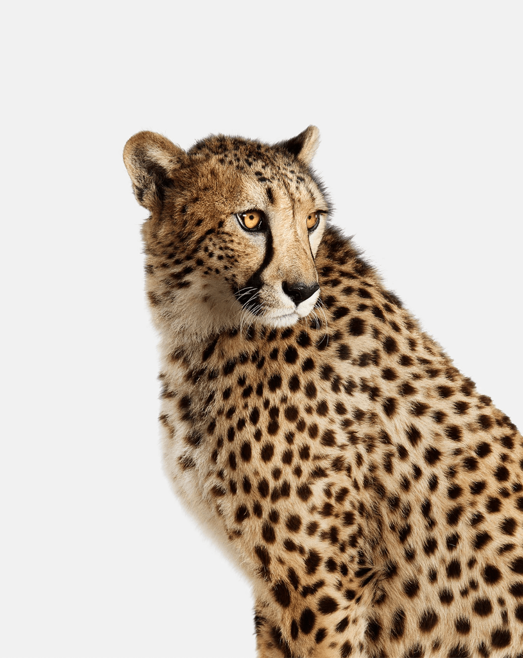 Gepard mit auffälligen Augen und kontrastreichen Farben, die wunderschön auf einen ChromaLuxe-Metalldruck gedruckt werden.