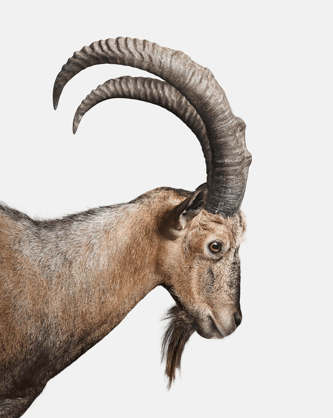 Ram portrait by fine art photographer Randal Ford, who brings his photos to life on ChromaLuxe Metal Prints.