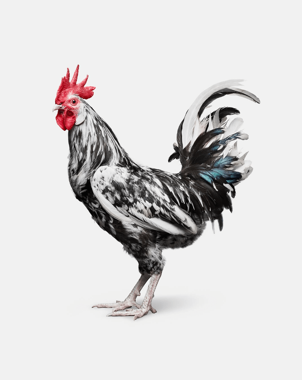 Black and white rooster with a white background perfectly illustrates Randal Fords ability, which is frequently showcases on ChromaLuxe.