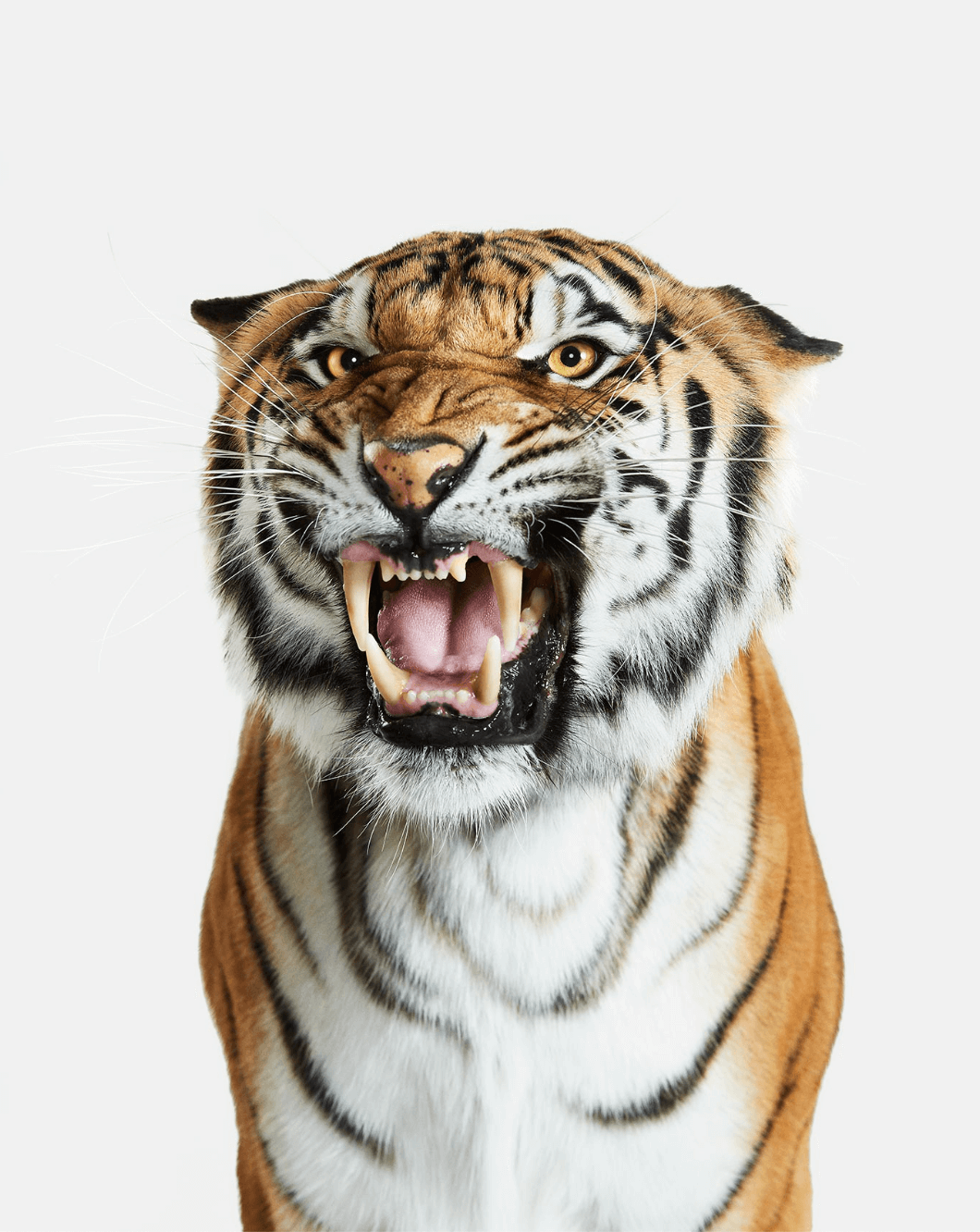 Exotic tiger potrait brought to life on ChromaLuxe Metal Prints by photographer Randal Ford.