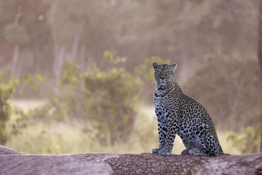 Tony Crocetta Cheetah