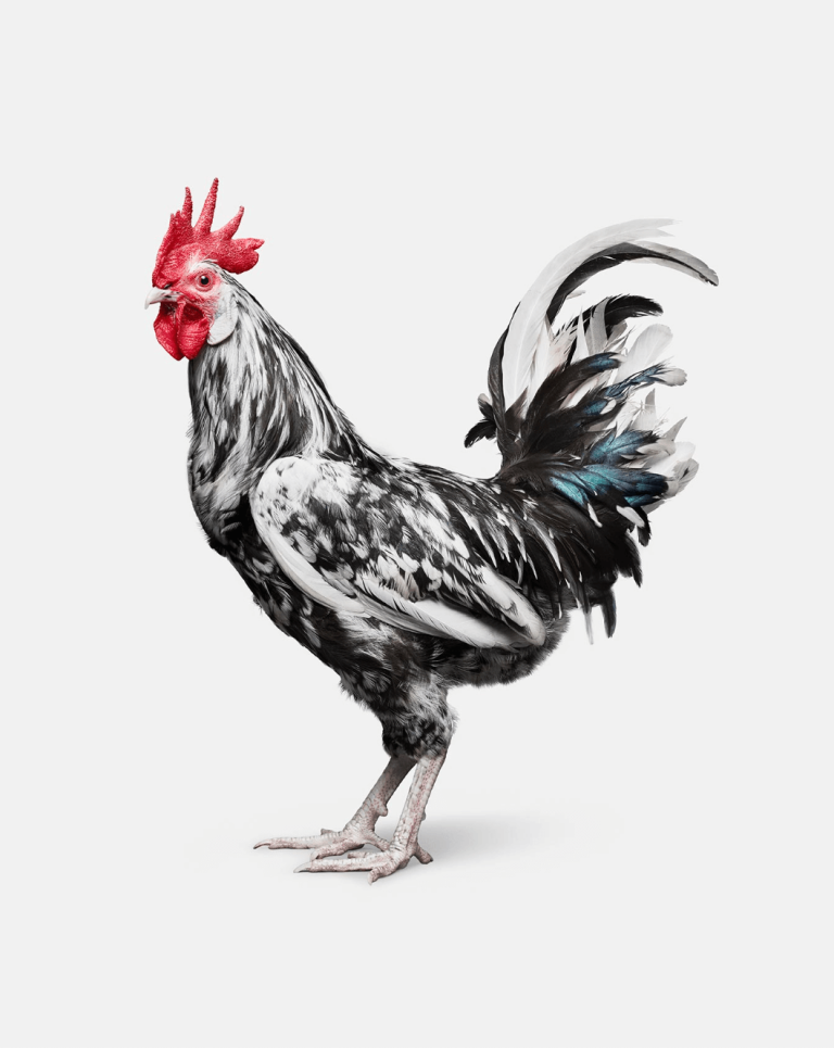 image of rooster